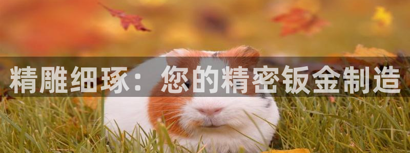 谈球吧官网在线入口免费观看视频